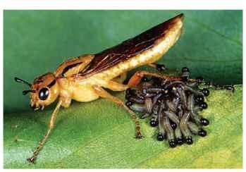 A female pergid sawfly guarding her brood of first instars. 