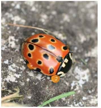 Anatis ocellata reflex bleeding.