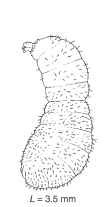 A baglike ant larva. It and other similar larvae are commonly called "grubs."