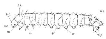 Typical form of a ditrysian caterpillar (Cossidae), lateral aspect. h.c., head capsule; ma, mandible; st, spinneret; t.s., thoracic shield; t.l., thoracic leg; sp, spiracle; pr, abdominal proleg; a.s., anal shield; a.pr., anal proleg; cr, crotchets.