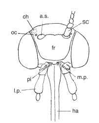 Descaled lepidopteran head, frontal aspect. ch, cha-etosema; oc, ocellus; a.s., antennal socket; sc, scape; fr, frons; pi, pilifer; m.p., maxillary palpus; l.p., labial palpus; ha, haustellum, consisting of fused galeae.