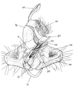 Male genitalia of a ditrysian moth (Tortricidae), ven-terolateral aspect with valvae reflexed. un, uncus; tg, tegumen; so, socii; gn, gnathos; tr, transtilla; ju, juxta; va, valva; sa, sacculus; vi, vinculum; ph, phallus (aedeagus); ve, vesica; co, cornuti.