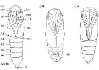  Pupae of ditrysian moths, ventral aspect. (A) Tortricidae, with abdominal segments A4—7 movable, enabling pupal movement forward at emergence. (B) Ethmiidae, with pupal movement restricted to flexible segments A5—6, and the pupa remains in place at emergence, a characteristic of Gelechioidea. (C) Noctuidae (Obtectomera) with all segments immobile. l.p., labial palpus; ma, maxilla including galeae (haustellum); p.f., prothoracic femur; m.l., mesothoracic leg; m.t., metathoracic tarsus; an, antenna; fw, forew-ing; A3—10, abdominal segments A3—10; cr, cremaster; le, leglike extensions of the 9th abdominal segment bearing hooked setae that anchor the pupa in lieu of a cremaster. 