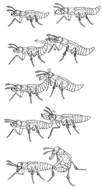 A male staphylinid beetle, L. versicolor, can avoid being chased by a rival from the carrion source by mimicking female behavior. The mimic male turns and presents his abdomen to the approaching rival, which antennates the abdominal tip and taps it with his head. Copulation (bottom) is the only stage of a heterosexual encounter that is not represented in these homosexual encounters (because the mimic male breaks up the encounter by walking away).
