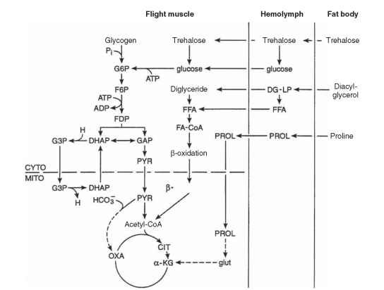 Metabolic scheme showing pathways of carbohydrate, fat, and proline oxidation in insect flight muscles. Included are the anaplerotic roles of pyruvate carboxylation and proline oxidation in some species, as well as the a-glycerophosphate shuttle (involving G3P and DHAP) for transferring reducing equivalents from cytoplasm to mitochondria. The contribution of each pathway varies according to species. In some species, substrate use may change with time in flight (adapted from Storey, 1985). ACETYL-CoA = acetyl-coenzyme A, ADP = adenosine diphosphate, ATP = adenosine triphosphate, CIT = citrate, CYTO = cytosol, DG-LP = lipoprotein-bound diacylglycerol, DHAP = dehydroxyacetone phosphate, F6P = fructose-6-phosphate, FDP = fructose bisphosphate, FA-CARNITINE = fatty acid-carnitine, FA-CoA = fatty acid-coenzyme A, FFA = free fatty acids, G3P = glycerol-3-phosphate, G6P glucose-6-phosphate, GAP = glyceraldehyde-3-phosphate, glut = glutamate, HCO3- = bicarbonate ion, H = nicotinamide adenine dinucleotide, a-KG = ketoglutarate, MITO = mitochondrion, OXA = oxaloacetate, PROL = proline, PYR = pyruvate.
