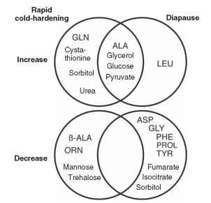 Summary of a metabolomic study (Venn diagram) illustrating the increased and decreased levels of metabolites associated with rapid cold hardening and diapause in the flesh fly Sarcophaga crassipalpis (adapted from Michaud and Denlinger, 2007). GLN = glutamine, ALA = alanine, ( ALA = ( eta alanine, ORN = ornithine, LEU = leucine, ASP = aspartate, GLY = glycine, PHE = phenylalanine, PROL = proline, TYR = tyrosine.