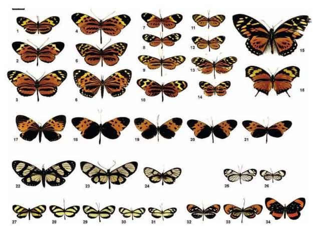  Six butterfly mimicry rings from eastern Peru. The mimicry rings (groups of mimetic species) presented here are dominated by butterflies in the Ithomiinae and occur in the forests around the city of Tarapoto. Following G. W. Beccaloni's nomenclature, these mimicry rings are Tiger (1-16), Melanic tiger (17-21), Large transparent (22-24), Small transparent (25 and 26), Small yellow (27-31), and Orange-tip (32-34) mimicry rings. At least 5 other mimicry rings can be recognized involving Heliconiinae and/or Ithomiinae in this area, which brings the total to at least 11 mimicry rings for these two butterfly subfamilies. Many more species, not featured here, belong to these mimicry rings, particularly Ithomiines and especially in the Small transparent group. The Tiger mimicry ring involves a lot of species and the size distribution is almost continuous from small to very big. This may be because as more and more Mu-lerian mimics join the mimicry ring, predators might generalize more, and the selection for close resemblance could be somewhat relaxed. Note that some day-flying moths (6, 17, 22, 27) participate in these mimicry rings, probably as Mullerian mimics (they reflex-bleed bitter hemolymph when handled). Butterflies 13-16 and 31 are supposed to be Batesian mimics as they belong to palatable groups within their families. See more species belonging to these mimicry rings in Figs. 4 and 5. All butterflies are Nymphalidae: Ithomiinae, except 1-3 (Nymphalidae: Heliconiinae), 14 (Nymphalidae: Melitaeinae), 16 (Nymphalidae: Charaxinae), 15 (Papilionidae), 13 and 31 (Pieridae: Dismorphiinae), 34 (Riodinidae), and 6, 17, and 22 (Arctiidae: Pericopinae). Scientific names: 1, Eueides Isabella; 2, Heliconius pardalinus; 3, H. hecale; 4, Melinaea menophilus; 5, Tithorea harmonia; 6, Chetone histriona; 7, Napeogenes larina; 8, Mechanitis lysimnia; 9, Mec. polymnia; 10, Mec. mazaeus plagifera ssp.; 11, Ceratinia tutia; 12, Hypothyris cantobrica; 13, Dismorphia amphiona; 14, Eresia sp.; 15, Pterourus zagreus; 16, Consul fabius; 17, Chetone histriona; 18, Mel. marsaeus; 19, Hyposcada anchiala; 20, Hypot. mansuetus; 21, Mec. mazaeus deceptus; 22, Notophyson helico-nides; 23, Methona confusa; 24, Godyris zavaleta; 25, Greta andromica; 26, Pseudoscada florula; 27, Notodontid moth; 28, Aeria eurimedia; 29, Ithomia salapia; 30, Scada sp.; 31, Moschoneura sp.; 32, Hypos. illinissa; 33, Hypoleria sarepta; 34, Stalachtis euterpe. Scale bar, 2 cm.