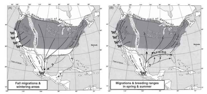 (A) Two migratory populations of the monarch butterfly occur in North America. The western population breeds west of the Rocky Mountains during the spring and summer and migrates to numerous overwintering sites, mainly along the California coast. The second, much larger eastern population breeds over several generations east of the Rocky Mountains and in the autumn migrates southward to overwintering sites in the high peaks of the Transverse Neovolcanic Belt, south of the Tropic of Cancer in central Mexico. Migration across the Gulf of Mexico and through Florida and to Guatemala remains hypothetical. [Reproduced from Brower (1995), with permission of the Lepidopterists' Society.] (B) Spring remigrations of the monarch butterfly in North America. Western monarchs leave the coastal overwintering areas in early spring and reestablish their summer breeding range as shown. Monarchs that overwintered in Mexico remigrate at the end of March to the Gulf Coast states, where they oviposit on southern milkweeds (Asclepias) and produce the first new spring generation of adults by the end of April to early May. These butterflies migrate northeasterly across the midwestern states to southern Canada, laying eggs along the way and establishing a large second generation in the western and central Great Lakes region. The midwestern component of the second-generation monarchs is produced in June and they appear to continue the migration eastward over the Appalachians. One or two more summer generations (depending on temperature) follow in the Midwest and east of the Appalachians, with the last generation entering reproductive diapause and migrating southward in the autumn. Spring remigrations over the Gulf of Mexico and through Cuba and Florida remain hypothetical.