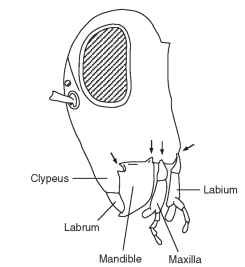 A lateral view of the head of a grasshopper showing the segmental arrangement of the mouthparts: labrum, mandible, maxilla, and labium. Arrows show the points of articulation (condyles) with the head capsule. The mandible has two condyles (dicondylic), the maxilla only one, and the labium one on each side. 
