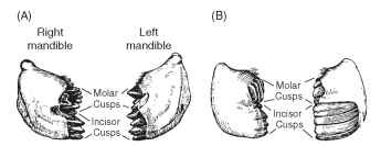Mandibulate mouthparts. Mandibles, seen from in front with the labrum removed, of grasshoppers with different feeding habits. Notice that the mandibles of the two sides are asymmetrical. (A) A grasshopper that feeds on soft, broad-leaved plants. (B) A grasshopper that feeds on grasses. 