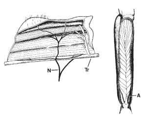 Muscle with parallel fibers (left) and one with pinnate fibers (right). The parallel-fibered muscle is the mesothoracic dorsal longitudinal flight muscle of the tettigoniid Neoconocephalus robustus. [Modified from Stokes, Josephson and Price (1975). J. Exp. Zool. 194, 379-407.] The dark structure coursing across the muscle surface is the motor nerve that innervates the muscle. The pin-nately fibered muscle is the metathoracic extensor tibia of the cricket Teleogryllus oceanicus. Abbreviations: N, motor nerve; Tr, trachea; A, apodeme.