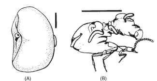 Female neosome, lateral view (scale bar, 1 mm). (A) T. penetrans, with part of head visible on left [Reproduced with permission from Audy et al. (1972).]. (B) Coatonachthodes ovambolan-dicus.