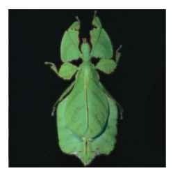 A female of the walking leaf Phyllium bioculatum.