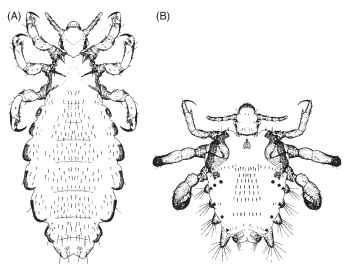 Lice of humans (dorsal view of adult females). (A) Head louse, P. humanus capitis (Anoplura: Pediculidae), adult body length 2.1-3.3 mm (body lice look similar to head lice, but tend to be slightly larger). (B) Crab louse, P. pubis (Anoplura: Pthiridae), average adult body length about 1.75 mm for females and 1.25mm for males. 