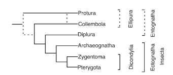 Cladogram depicting one view of relationships among, and inferred classification of, the higher ranks Hexapoda (six-legged Arthopoda). Dashed lines indicate uncertainty in relationships or paraphyly in classification.