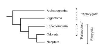 Cladogram depicting relationships among, and inferred classification of, higher ranks within the Insecta. Dashed lines indicate paraphyly in classification.