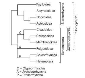 Cladogram depicting relationships among, and inferred classification of, Hemiptera. Dashed line indicates paraphyly in classification.