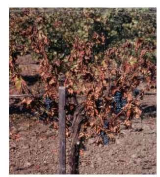 Dead grapevines attest to the severity of phylloxera feeding damage to roots. The healthy vines next to the declining vines have only the initial stages of phylloxera damage. 