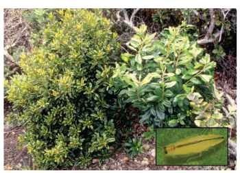 The myrtle bushes on the left (normal to right) are damaged by the feeding of the leafhopper Sophonia rufofascia (inset).