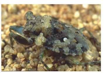 A toad bug, Gelastocoris oculatus (Gelastocoridae), Riverside, CA. 