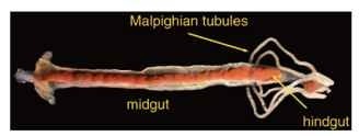  The larval mosquito gut and excretory system. The five Malpighian tubules form the primary urine by active secretion of ions, with water following the resulting osmotic gradient. Fluid formed by the Malpighian tubules enters the alimentary canal at the midgut-hindgut junction. This primary urine can be either shunted forward into the midgut and reabsorbed, or passed backward into the hindgut for modification and eventual elimination. Evidence suggests that all three regions, the midgut, Malpighian tubules, and hindgut, contribute to water and ion balance and are under hormonal control. 