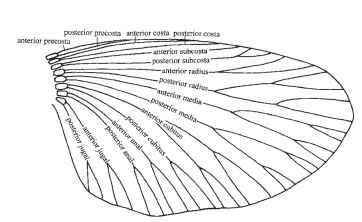 Wing vein nomenclature. The system of Kukalova-Peck. 