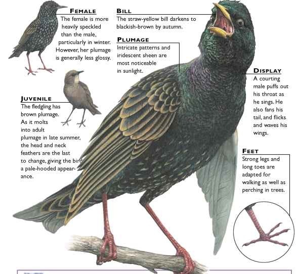 european starling male and female european starling male and female