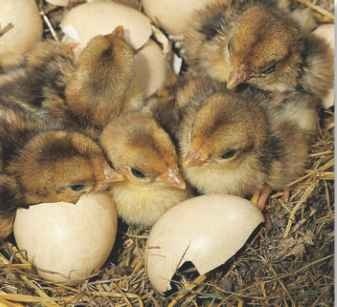 A Instant meals The 5—12 chicks can feed themselves upon hatching.