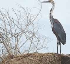 A Monogamous bond Goliath herons mate for life, forming a lasting bond.