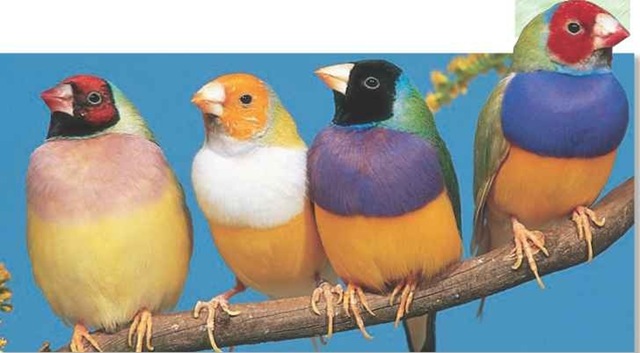  Resting rainbow Gouldian finches spend most of their time in the trees.