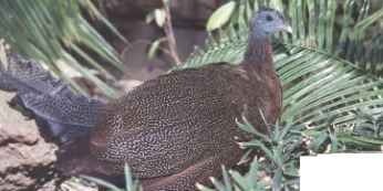 A Ants in the plants A pheasant looks up to scan for predators before continuing to feed on ants and other insects.