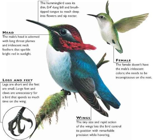 hummingbird life cycle hummingbird life cycle
