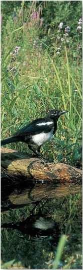 A Park life Magpie colonies occur in parks, even in large cities.