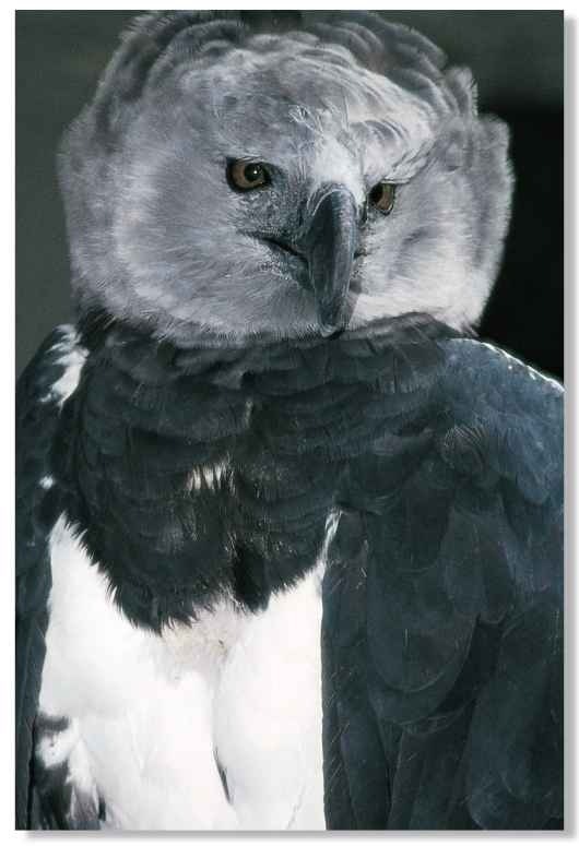 American Harpy Eagle