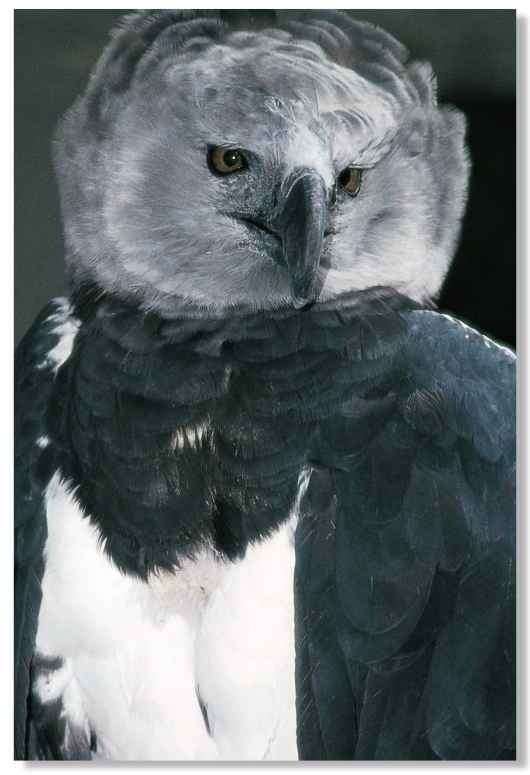 american harpy eagle birds