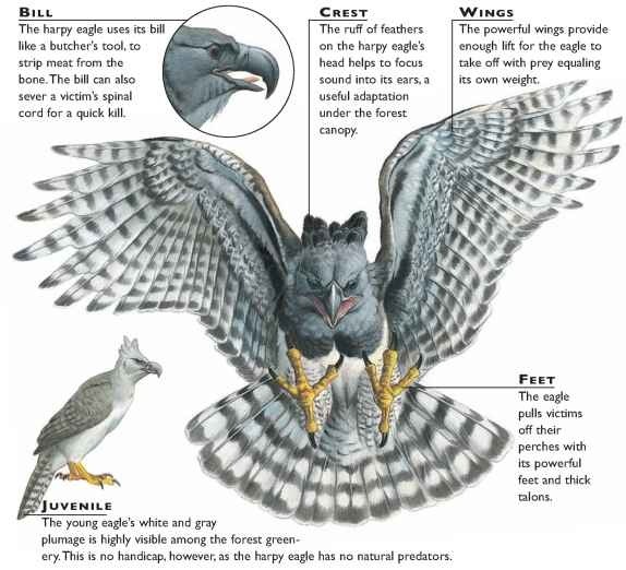 American Harpy Eagle