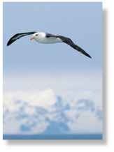 A Antarctic nomad An albatross wanders great distances for months.