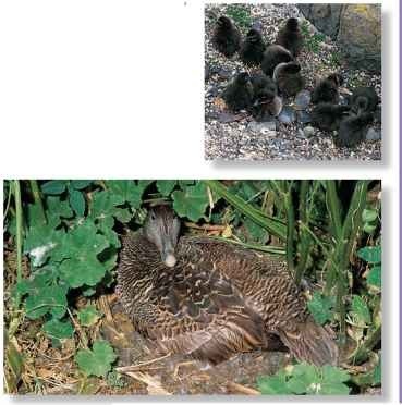 Nursery group In dense colonies, ducklings gather in groups.