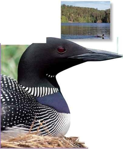  Great depths The common loon favors deep freshwater lakes.