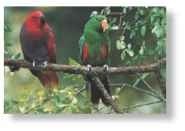 A Canopy couple The eclectus is often seen 100' or more up in the trees.