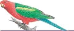 Australian king parrot (male)