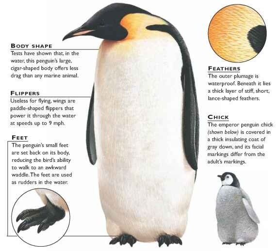 the characteristics of emperor penguins the birds of antarctic Emperor penguins are among the world's most recognizable and well-loved birds of the penguin species and the only one to breed in antarctica during thrived in colder climates, while birds without these features did not. the characteristics of emperor penguins the birds of antarctic Emperor penguins are among the world's most recognizable and well-loved birds of the penguin species and the only one to breed in antarctica during thrived in colder climates, while birds without these features did not.
