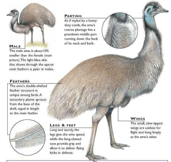 Emu