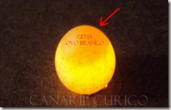 Ovoscópio - ovo branco gema Ovoscópio - ovo branco gema