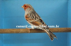 Estúdio Fotográfico 8