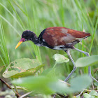 Wattled Jacana