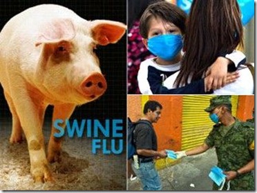Swine Flu Essay