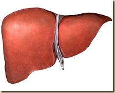 liver