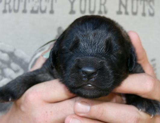 [Isabellas Puppies 031-3[3].jpg]