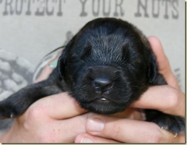 Isabellas Puppies 031-3